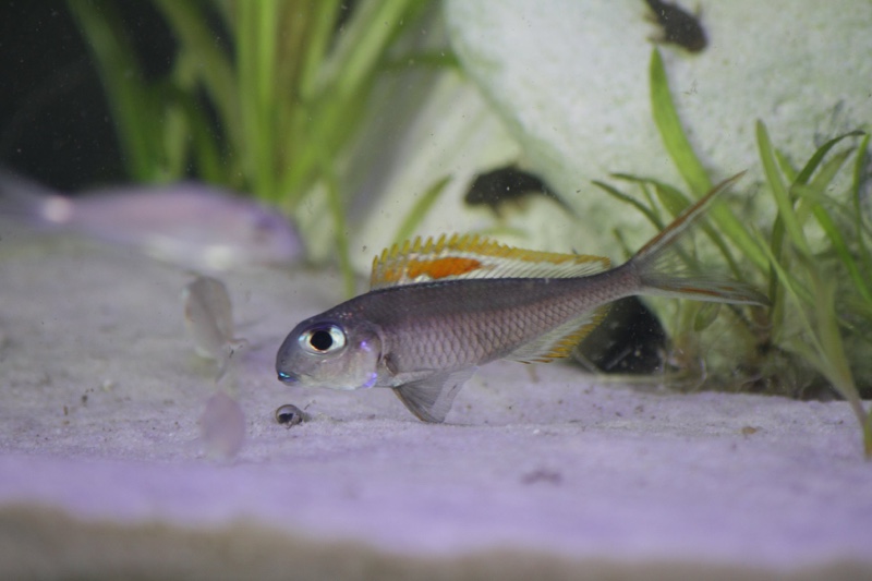 Xenotilapia nigrolabiata 'Chituta Bay'